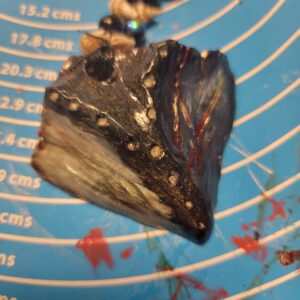 Monster Scale Necklace - Commission Request